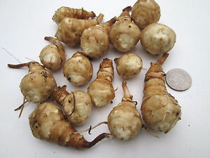 10+ Jerusalem Artichoke tubers for planting- Helianthus tuberosus - Freshly dug 