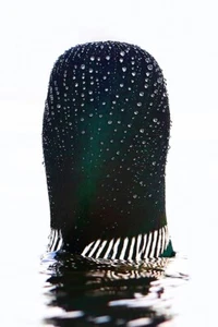 Impresión artística giclee fotografía vida silvestre Common Loon Waterdrops de Jim Cumming - Imagen 1 de 3
