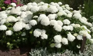 Schneeballhortensie Annabelle - Hydrangea arborescens Annabelle - Bild 1 von 1