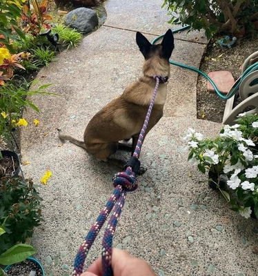 ¡4 pies HECHO EN EE. UU.! - CORREA K9 para perros - hecha a mano con cuerda de escalada estática de alta calidad Foto 1 de 4