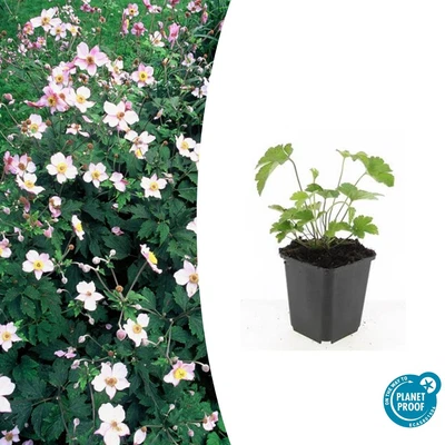 Anemone tomentosa Robustissima 6,12,20 x ↕10-25 cm Ø9 cm anemone autunnale - Immagine 1 di 4