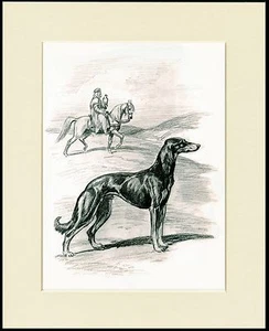 SALUKI SCHÖNER HUNDESKIZZENDRUCK MONTIERT RAHMENFERTIG - Bild 1 von 1