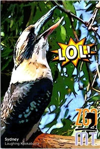 Sydney the Laughing Kookaburra Zoo Montana Billings MT Postcard - Picture 1 of 6