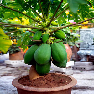 20 "DWARF SOLO WAIMANALO TREE SEEDS" (Carica Papaya) Fast Fruit Houseplant
