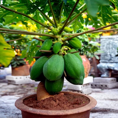 20 "DWARF SOLO WAIMANALO TREE SEEDS" (Carica Papaya) Fast Fruit Houseplant - Image 1 of 4