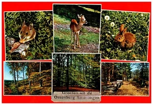 Greetings From the Ossenberg Amerongen, Netherlands Multiview Postcard - Picture 1 of 2