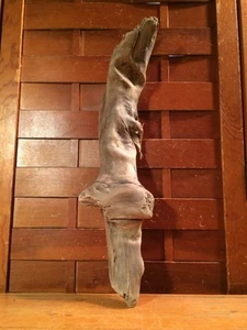 Hermosa pieza de madera a la deriva de 17" arte terrario taxidermia acuario playa madera DECORACIÓN - Imagen 1 de 9