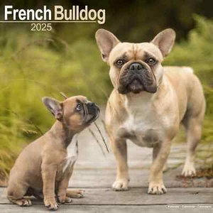 Kalender 2025 - FRANZÖSISCHE BULLDOGGE - Bild 1 von 2