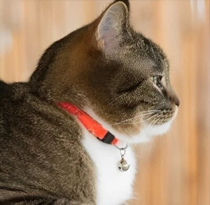 CUTE CAT COLLAR WITH BELL, SIMPLY CAT BREAKAWAY ORANGE REFLECTIVE, SIZE 7-11 IN. - Picture 1 of 4
