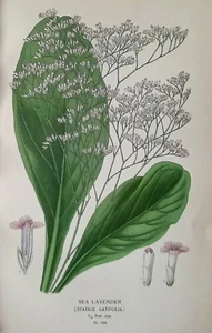Impresión 1897 lavanda marina - Statice Latifolia. Edward Step. 126 años. - Imagen 1 de 2