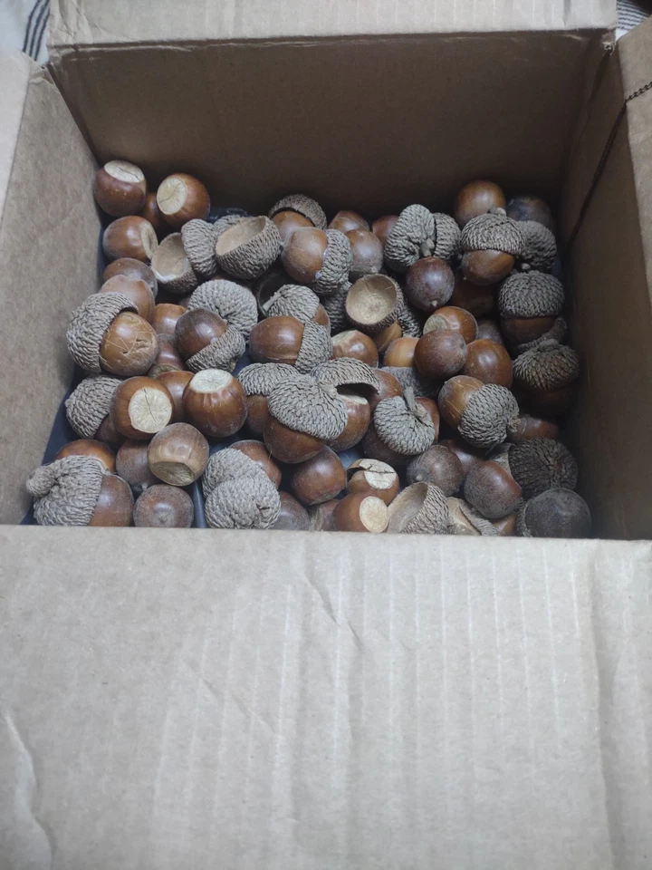 Bellotas de roble blanco. 3 1/2 pulgadas Redondo. Ideal para manualidades o piensos Foto 1 de 2