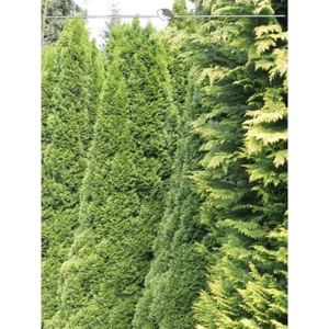 Lebensbaum Thuja Smaragd 100-120 cm. 18 Koniferen. Immergrüne Heckenpflanze - Bild 1 von 4