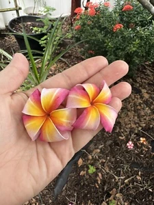 Fresh Plumeria Cutting, Minimum 12” Cutting - Picture 1 of 5