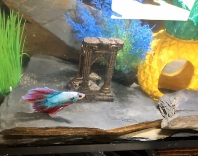 8 фунтов натуральный сланец камень гравий для аквариума аквариума, рептилии, тарантула. - Изображение 1 из 4