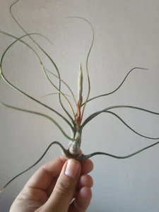 Tillandsia butzii plantas colección CLAVEL DE AIRE 10 cms aprox. - Foto 1 di 5