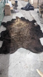 Real Buffalo / Bison Fresh Tanned Taxidermy Rug Hide Brand New - Picture 1 of 1