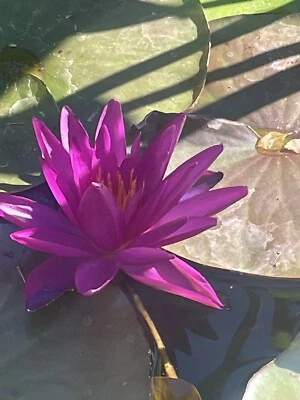 Purple Detective Erika Winter Hardy Water Lily Award Winning & Free Big Plant - Image 1 of 3
