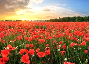 100 RED CHIEF CALIFORNIA POPPY SEEDS | 2026 SALE FREE SHIPPING NON GMO HEIRLOOM - Picture 1 of 4