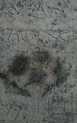 Roble musgo Foto 1 de 3