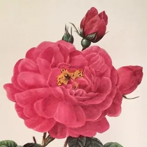 P. J. Redoute Blumen La Duchesse D Orleans Botanischer Kunstdruck Exlibris 121 - Bild 1 von 3