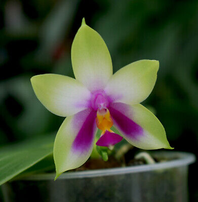 Orchid Orchidee Phalaenopsis Bellina Var. Green, Fragrant (17 L) • 12.50€