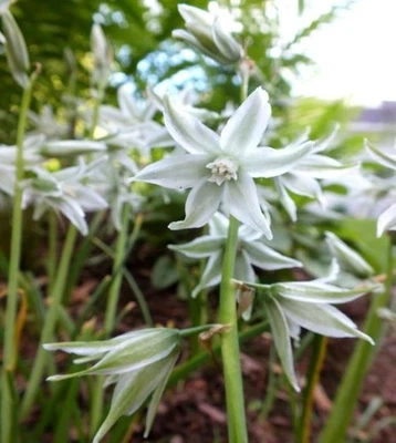 ORNITHOGALUM 'SILVER BELLS' FLOWER BULBS~UNIQUE SPRING BLOOMS~HARDY PERENNIAL!!! - Image 1 of 3