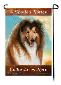 A Spoiled Rotten Sable Collie Lives Here - Picture 1 of 1