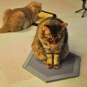 Tatami Goods Cott - Picture 1 of 14