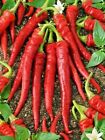 Long Red Cayenne Hot Pepper Seeds Non Gmo Very Healthy Big Taste Nutritious Yum