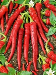 LANGE ROTE CAYENNE HEISSE Pfeffersamen GENTECHNIKFREI SEHR GESUND GROSSER GESCHMACK NAHRHAFT YUM! - Bild 1 von 10