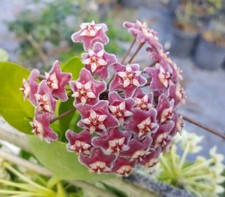 Hoya Pubicalyx mottled-silver leaf live plant Wax plant tropical vine 5" tall