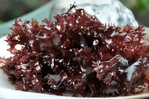 DULSE – a.k.a. pepper Dulse free Shipping 1 oz - Picture 1 of 1