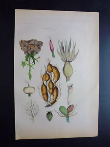 Gravure couleur 19°:botanique: Racines - Picture 1 of 1