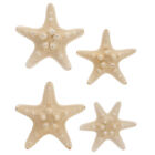 Echte 4 Stk. Muscheln Knobrige Strand Sterne DIY Deko Silber Klein