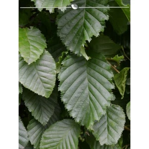 Hainbuche Carpinus betulus 100-125cm. 100 Pflanzen. Hainbuche Hecke = winterhart - Bild 1 von 2