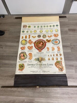 AMERICAN FROHSE DIATOMICAL PULL DOWN CHARTS, 4 GRÁFICOS Y SISTEMA DE MONTAJE DE COLECCIÓN Foto 1 de 4