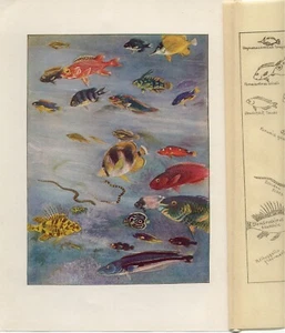 Antiguo cromolitógrafo de peces de 1900 con impresión Hoen peces de un arrecife de coral de piscina - Imagen 1 de 2