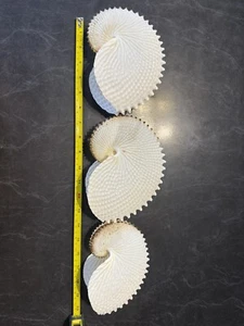 Paper Nautilus Shell Set Of 3 - Picture 1 of 7