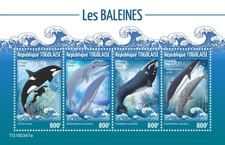 Estampillas de ballenas animales marinos Togo 2019 MNH orcas de ballena asesina azul 4v M/S Foto 1 de 1