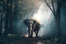 ELEPHANT JUNGLE ANIMAL POSTER PAINTING WALL ART PRINTS ART WALL PICTURE