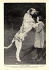 1930s Antique Irish Wolfhound Dog Print Bruce of Raikeshill Wolfhound 4403h