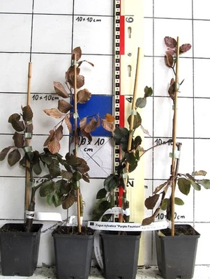 Schlank - aufrechte - Hängeblutbuche "Purple Fountain"  - veredelte  Pflanze- - Bild 1 von 2