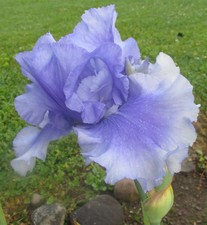 Tall Bearded Iris - Skywalker
