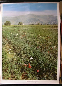 Schulwandbild Wandbild Bild Rosen Rosenöl Rosenfeld Bulgarien Europa 52x71cm - Bild 1 von 1