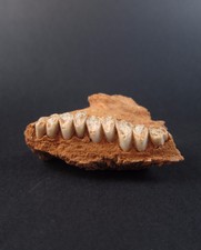 Very rare Australian fossil megafauna wombat jawbone fragment