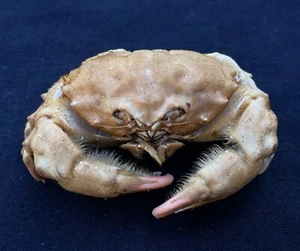 CRABS/Deep sea crab species preserved dried crabs - Picture 1 of 2