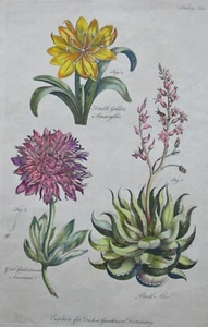 Dicks's  Gardening Hand Coloured Print  1769  original Aloe , Amaryllis, Anemone - Picture 1 of 4