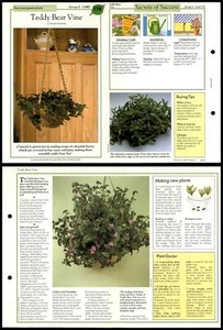 Teddy Bear Vine #178 Easy-Care Success With House Plants 1990 Fold-Out Card - Picture 1 of 1