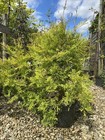 Thuja Occidentalis Rheingold Conifer Tree Evergreen Peat Free Collection Only