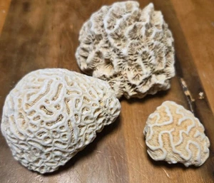 Original White Brain Coral Vintage 3 Stück - Bild 1 von 6